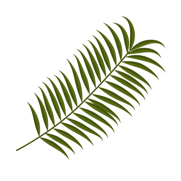Tropical planta folha exótica — Vetor de Stock