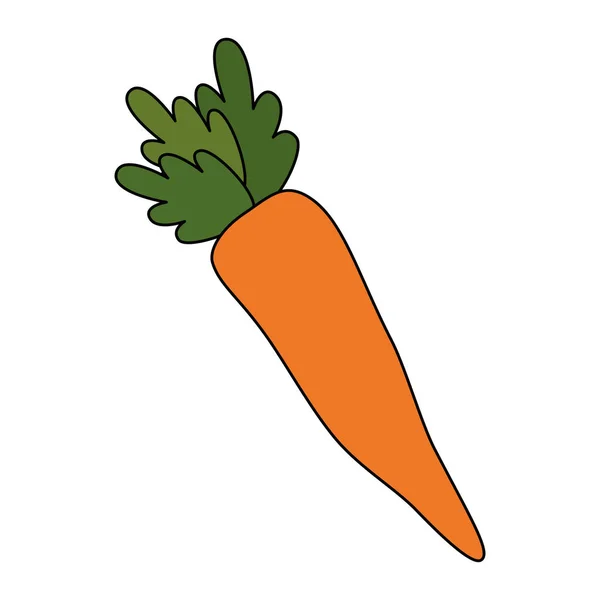 Cenoura fresca comida vegetariana — Vetor de Stock