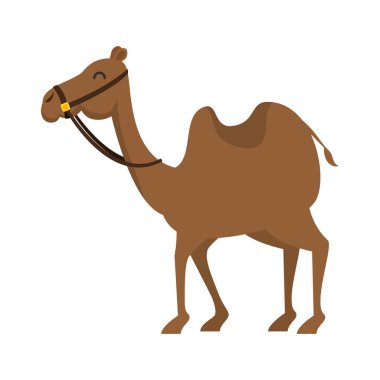 camel animal transport arabe