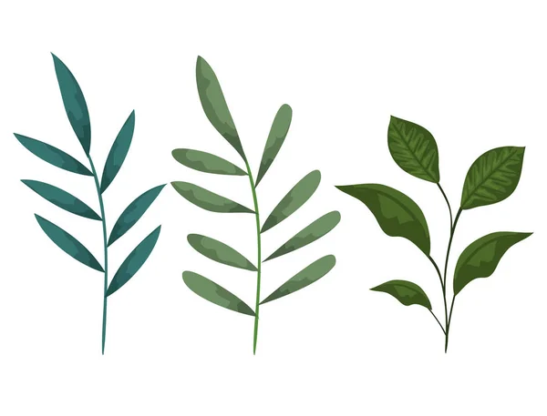 Установить ветви природы листья растений — стоковый вектор