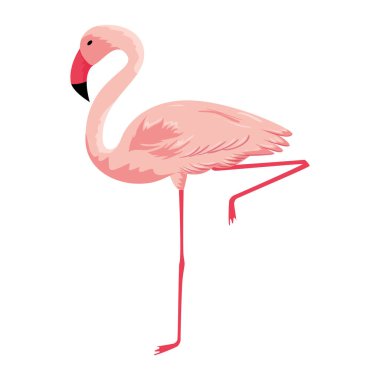 egzotik flaman kuş simgesi