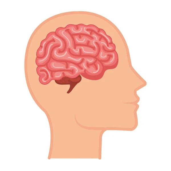 Προφίλ με ανθρώπινο όργανο εγκεφάλου — Διανυσματικό Αρχείο