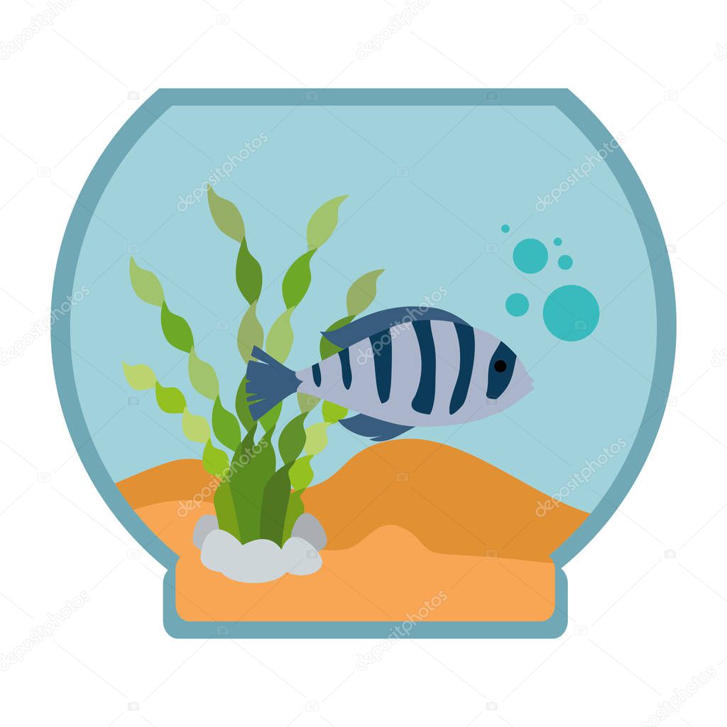 aquarium bowl with colors fish