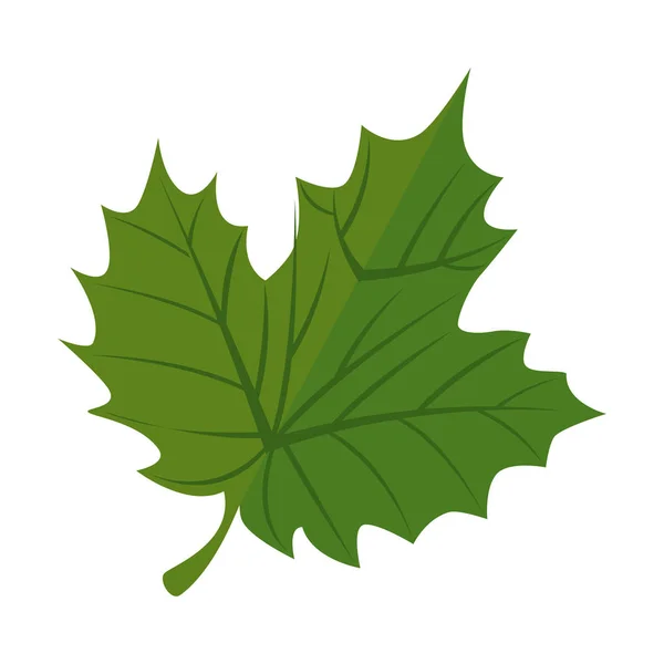 Icône isolée de feuilles de raisin — Image vectorielle