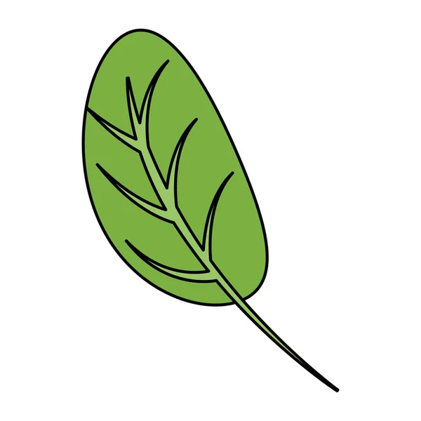 부엌 잎 재료 건강 한 음식 — 스톡 벡터