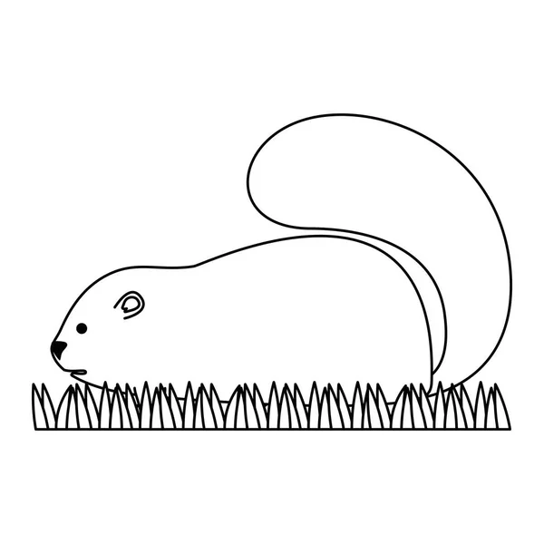 Lindo icono de marmota canadiense — Vector de stock