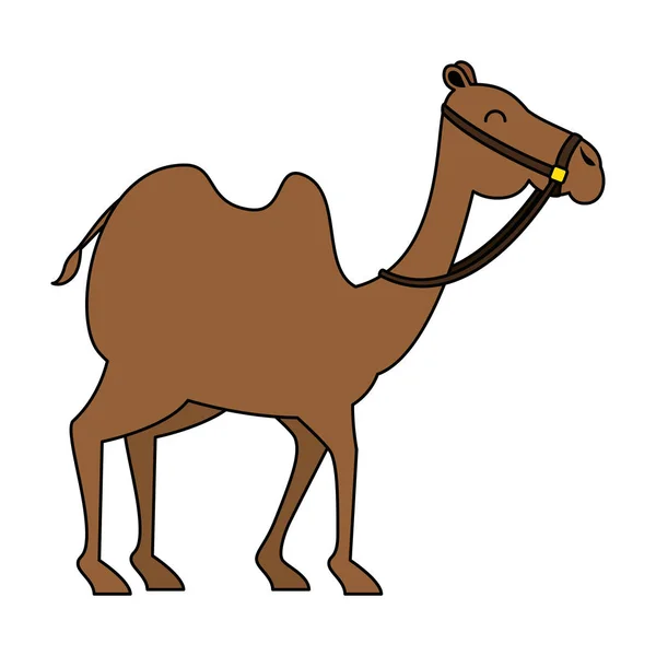 Transporte de animales de camello árabe — Vector de stock