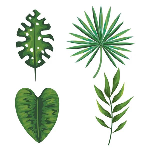 Set of tropical leaves plants over white background — Stock Vector