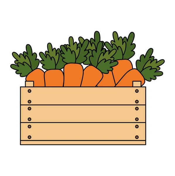 Fresh carrots in wooden box vegetarian food — Stock Vector
