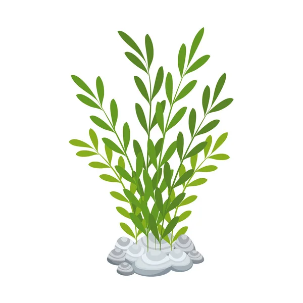 Aquarium decorative seaweed icon — Stock Vector