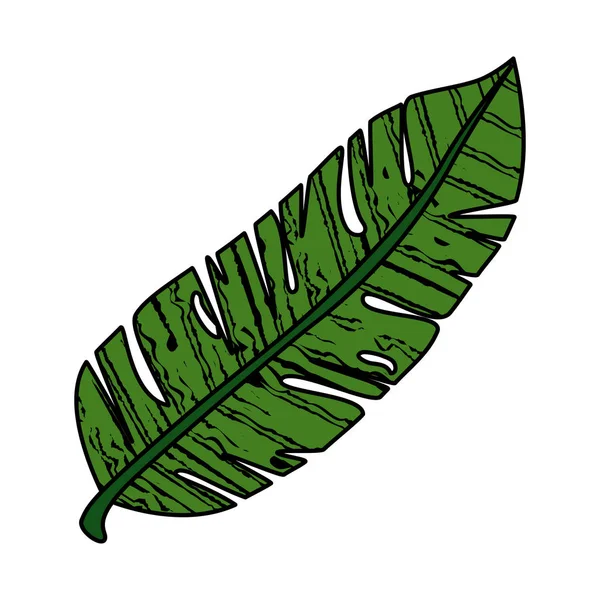 Exotische Blattpflanze — Stockvektor