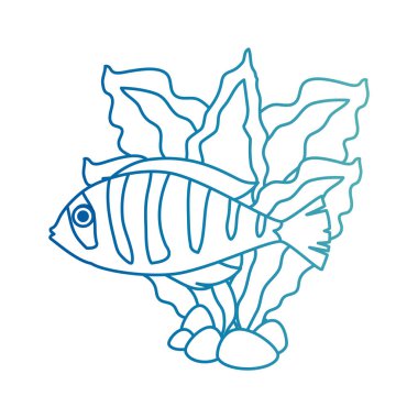 deniz yosunu ile sevimli süs balığı