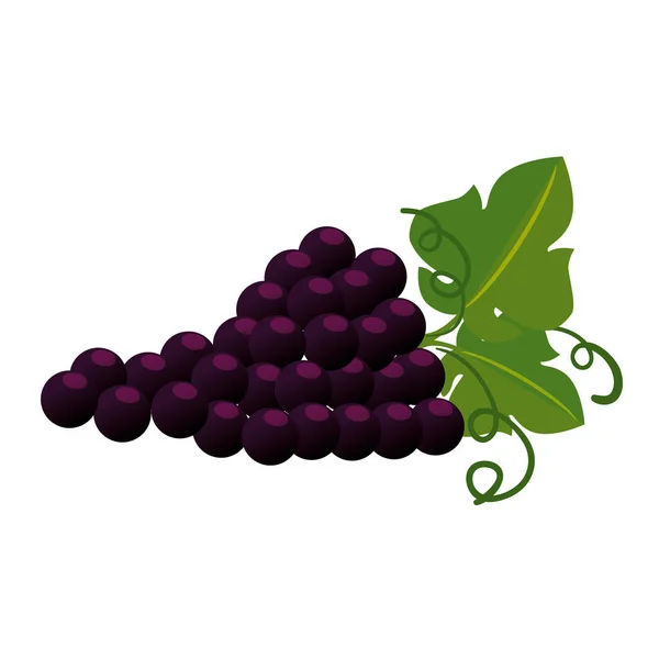 Druiven cluster geïsoleerd icoon — Stockvector
