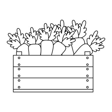 ahşap kutu vejetaryen gıda taze havuç