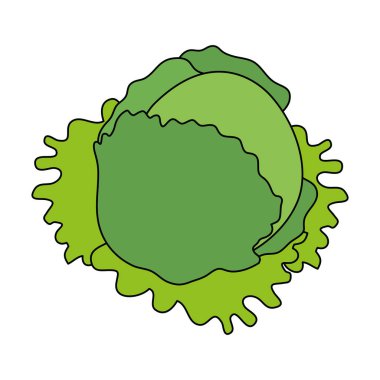 taze marul yapraklar sağlıklı gıda