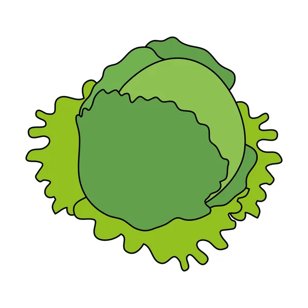 Fresh lettuce leafs healthy food — Stock Vector