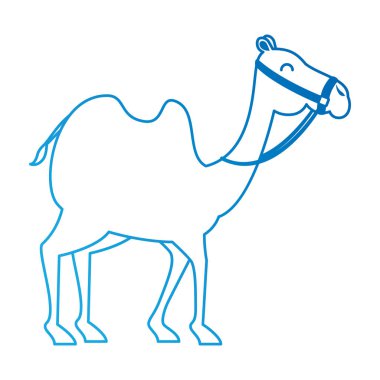 camel animal transport arabe