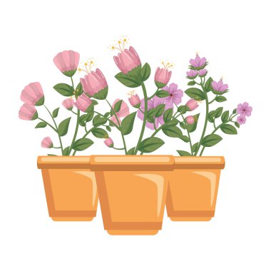 tencerede çiçek houseplants