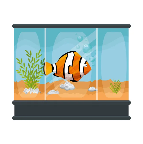 Acquario quadrato con colori pesci — Vettoriale Stock