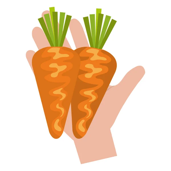 Mano con zanahorias frescas — Archivo Imágenes Vectoriales