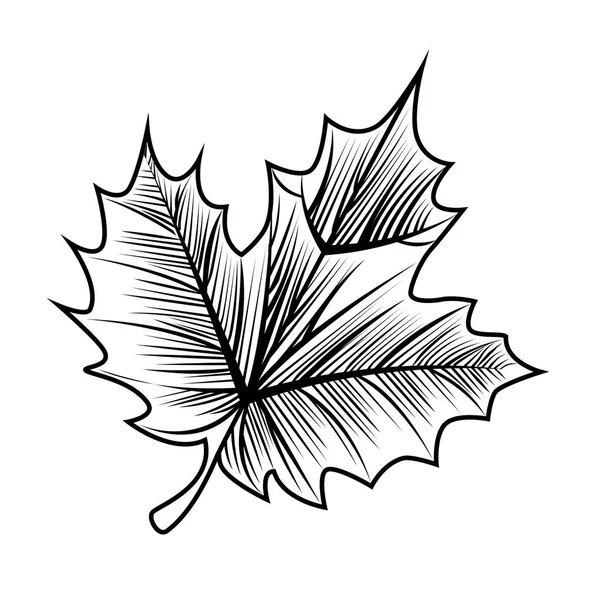 Druif Leafs geïsoleerd icoon — Stockvector