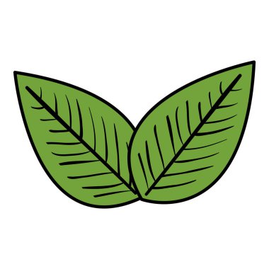 taze yaprak kişniş sağlıklı gıda