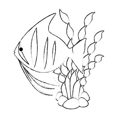 deniz yosunu ile sevimli süs balığı