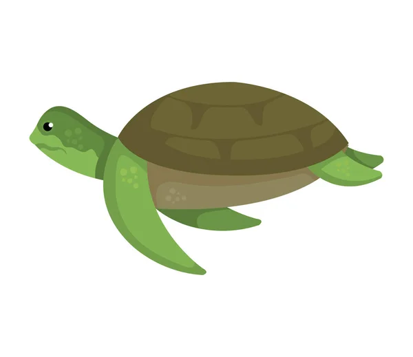 Turtle animal nature icon vector illustration — Stock Vector