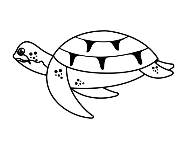Векторная иллюстрация черепахи — стоковый вектор