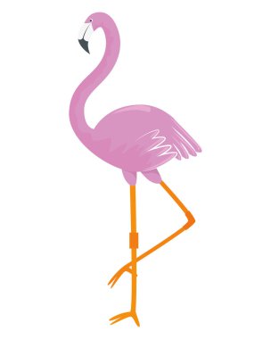 güzel egzotik flaman kuş yaz simgesi
