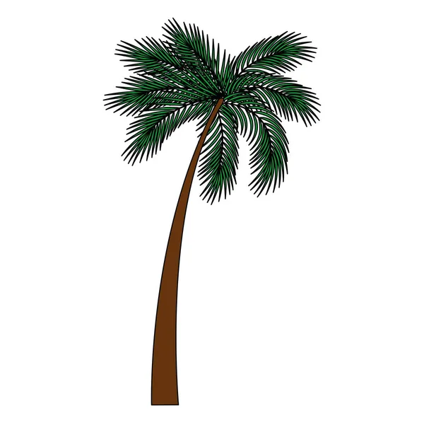 Boom palm natuurlijke pictogram — Stockvector