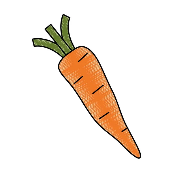 Zanahoria fresca comida vegetariana — Vector de stock