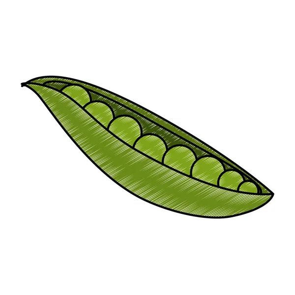 Haricots frais nourriture végétarienne — Image vectorielle