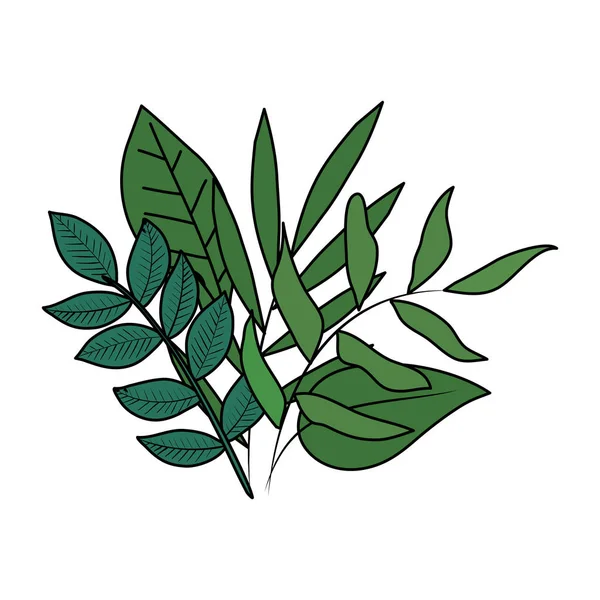 Ökológia levelek növények és ágak természet dekoráció — Stock Vector
