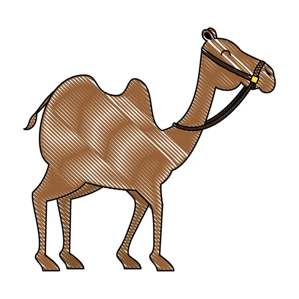 Camelo transporte animal arabe — Vetor de Stock