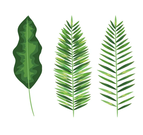 Serie di foglie di natura stile piante — Vettoriale Stock