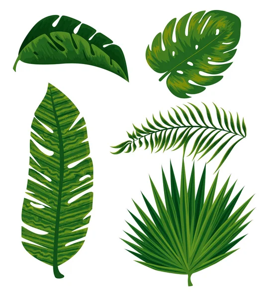 Set tropical branches leaves plants — Stock Vector