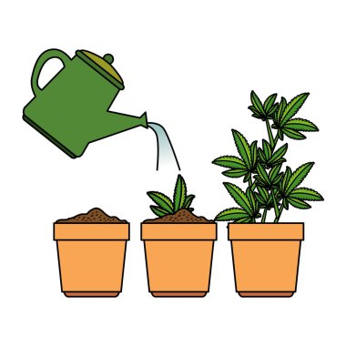 su fıskiye ile tencerede kenevir bitkileri