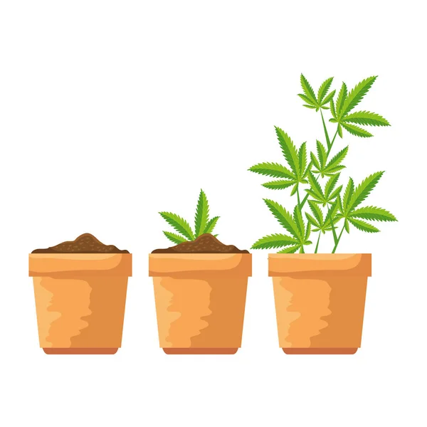 Plantas de cannabis no grupo de vasos — Vetor de Stock