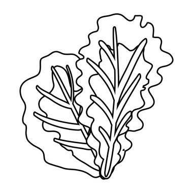 taze marul sebze sağlıklı simgesi