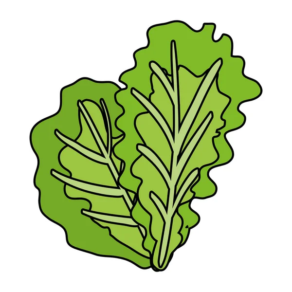 Lechuga fresca vegetal icono saludable — Vector de stock