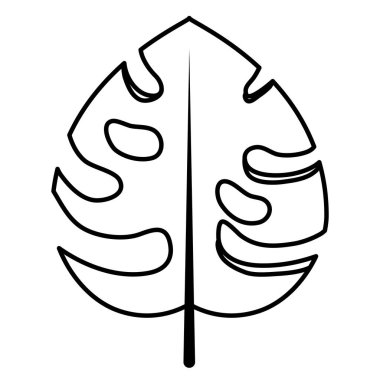 yaprak monstera bitki anahat