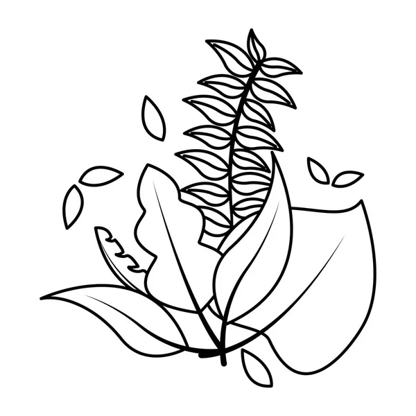 Botanical leaf foliage arrangement — Stock Vector