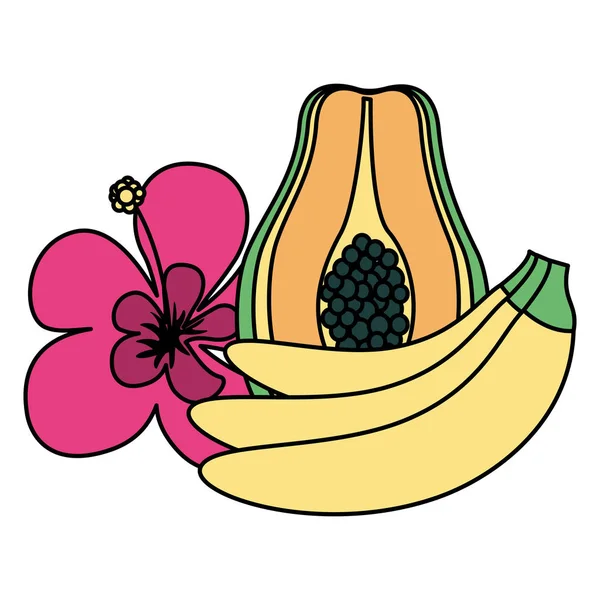 Экзотические фрукты из банановой папайи — стоковый вектор