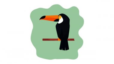 egzotik toucan ve çiçek animasyon
