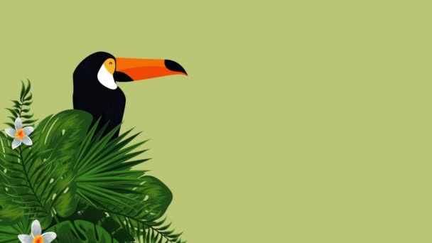 Exotic toucan and flowers animation — Stock Video