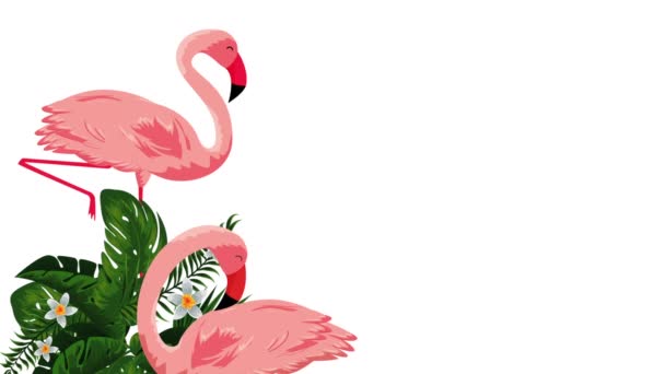 Bellas aves flamencas exóticas con flores — Vídeo de stock