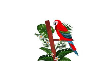 egzotik guacamaya kuş tropikal animasyon