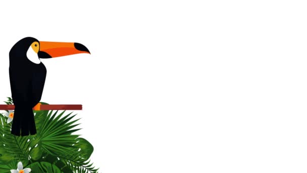 Toucan exotique et papagayo feuilles animation — Video