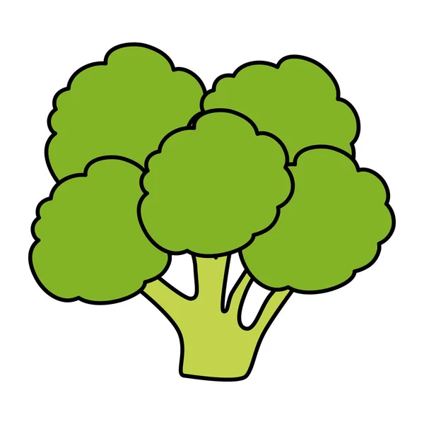 Fresh broccoli vegetable icon — Stock Vector